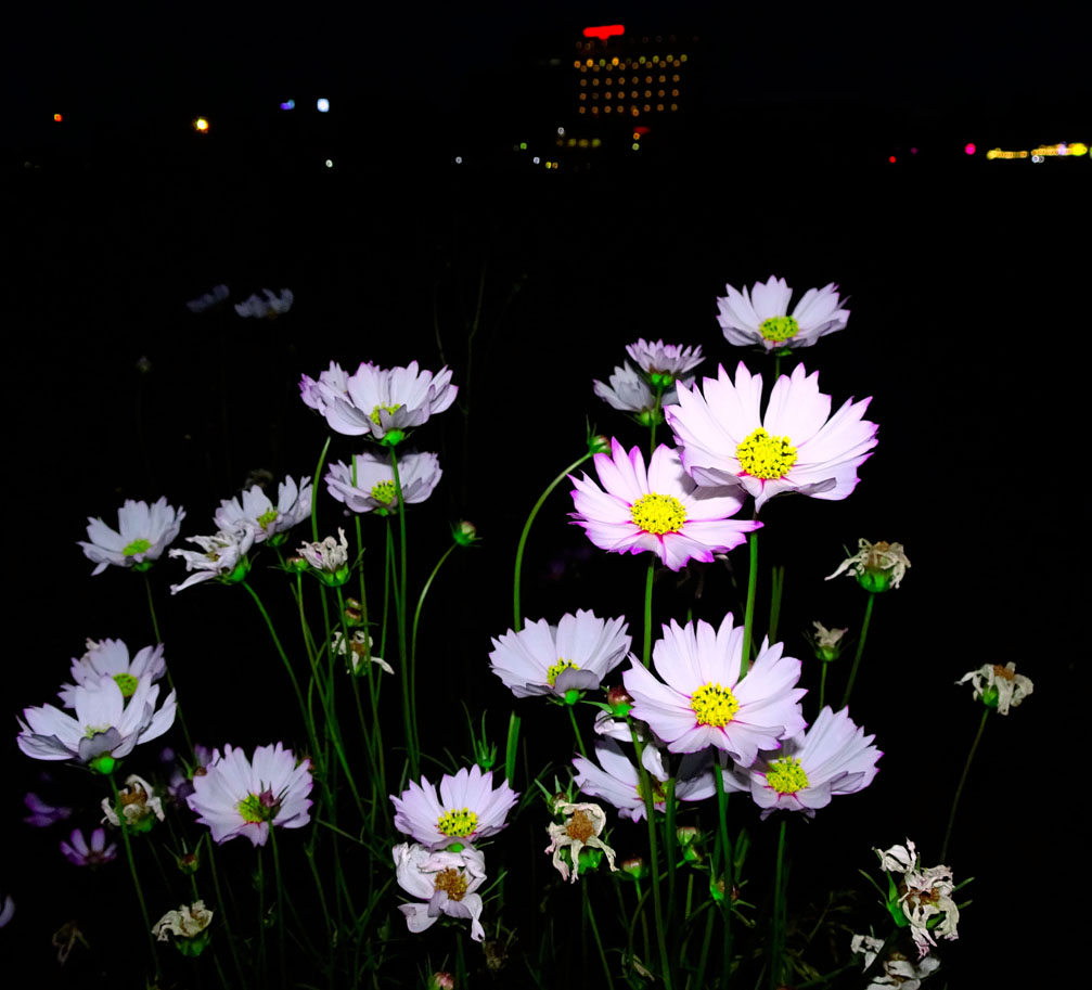 Hoa chụp đêm tại bờ sông Đăk Bla, thành phố Kon Tum